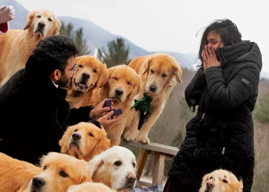 Proposal moment surrounded by golden retrievers